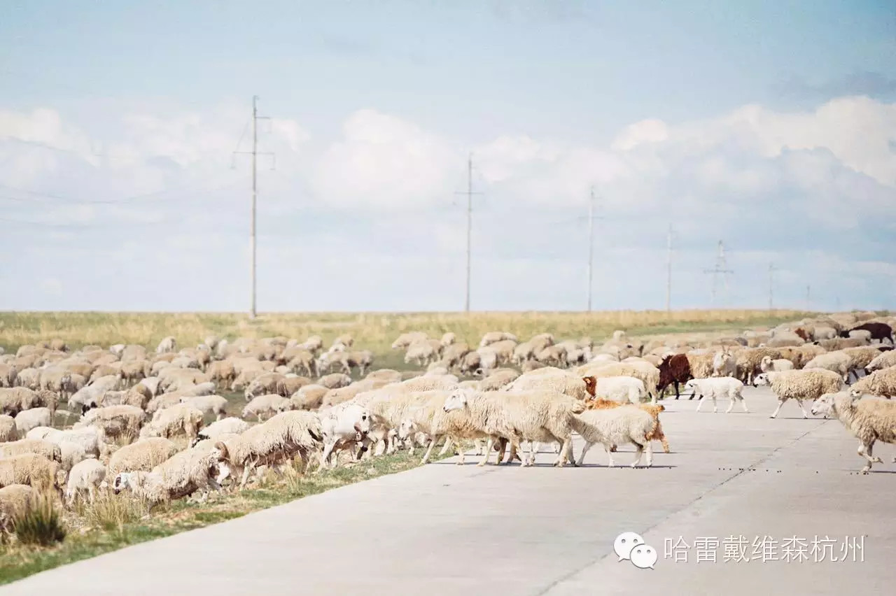 2015哈雷杭州/温州店内蒙骑行探路第一线报：驰骋草原天堂，释放真我！