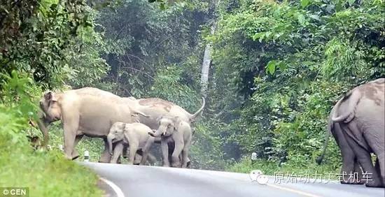 泰国摩托车手遭大象围攻 大象:能动手就别吵吵