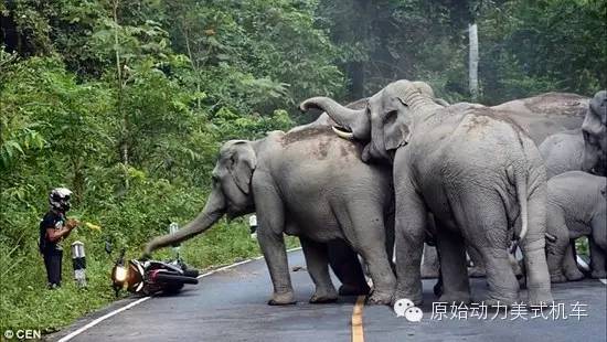 泰国摩托车手遭大象围攻 大象:能动手就别吵吵